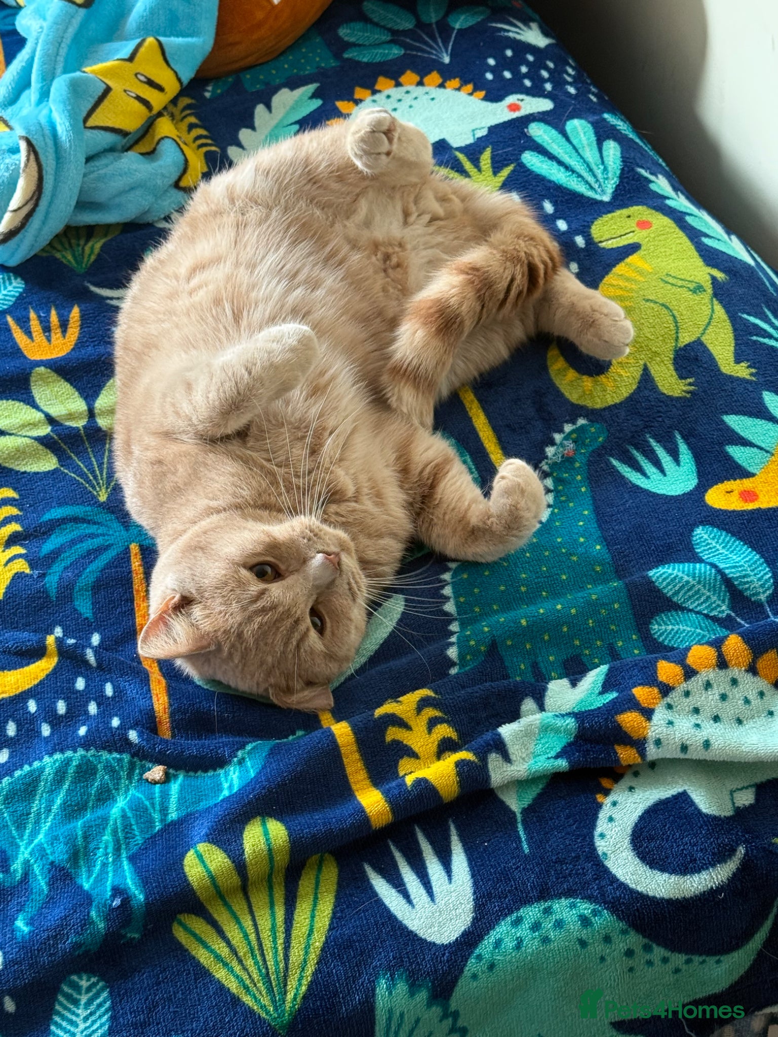 British Shorthair cats Male cat 9 months old  - Advert 1