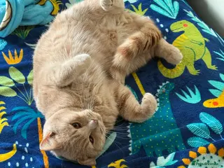 British Shorthair cats Male cat 9 months old - Advert 1