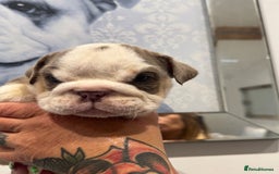 English Bulldog dogs for sale: English bulldog puppies  - Image 9