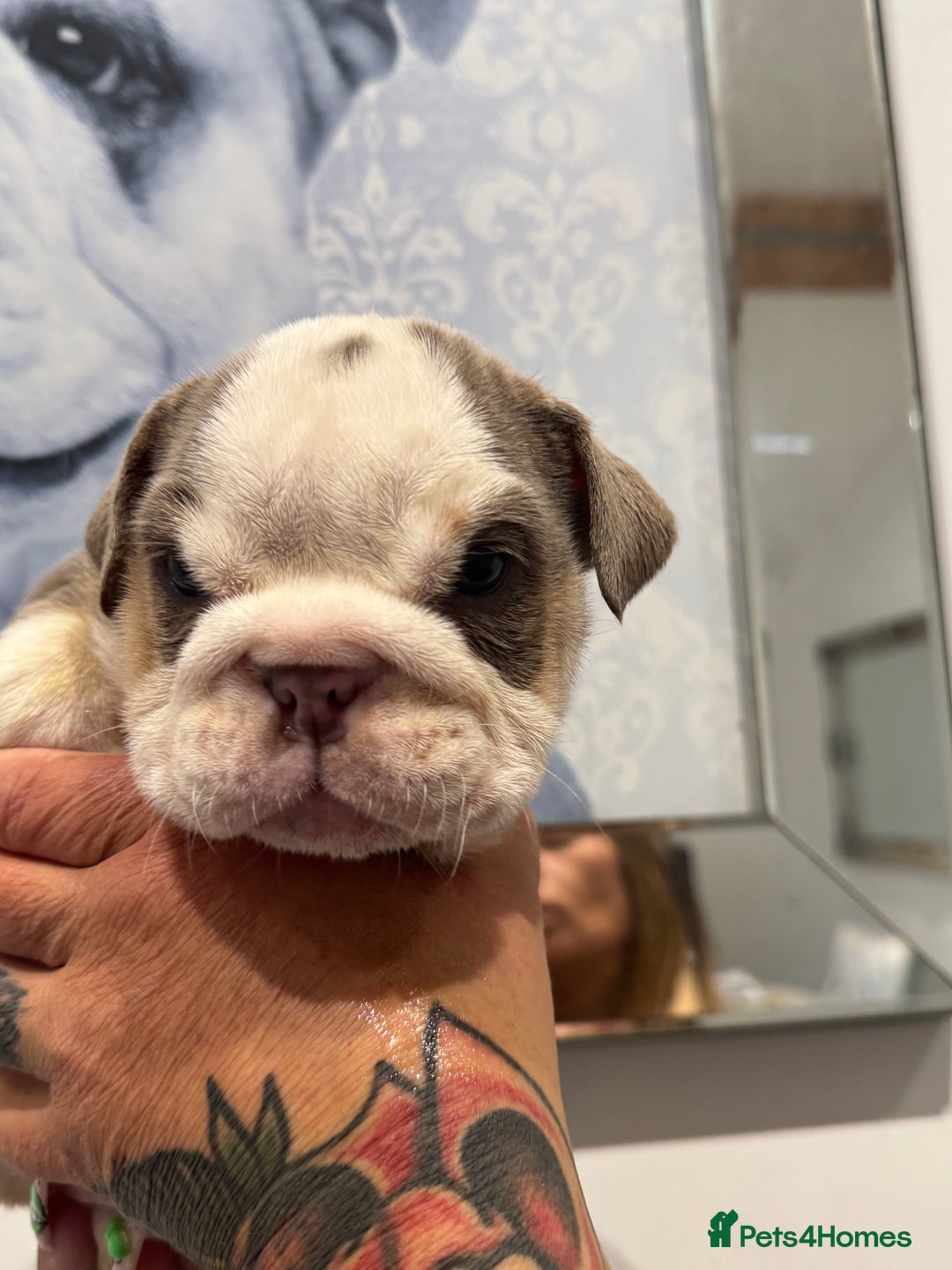 English Bulldog dogs for sale: English bulldog puppies  - Image 9