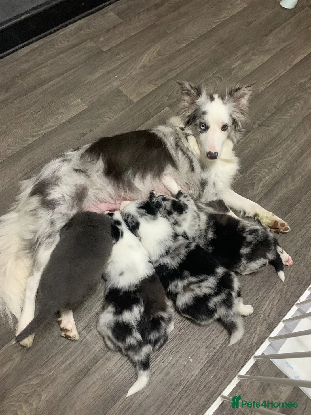 Border Collie dogs for sale: Blue merle border collie puppies  - Advert 1