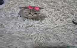 British Shorthair cats for sale: British short-hair kittens - Advert 12