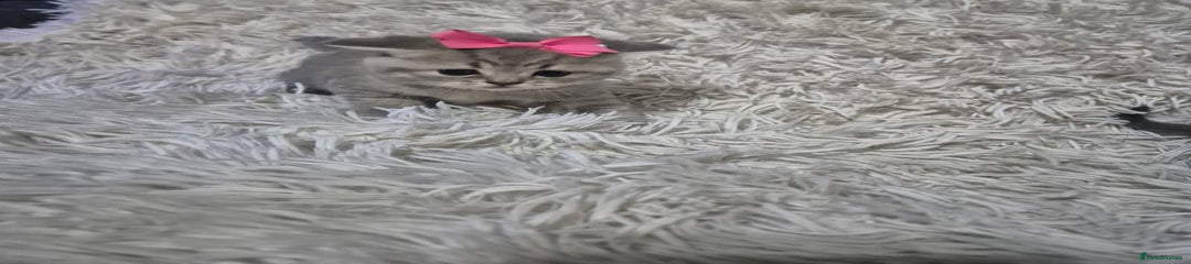 British Shorthair Kitten 3