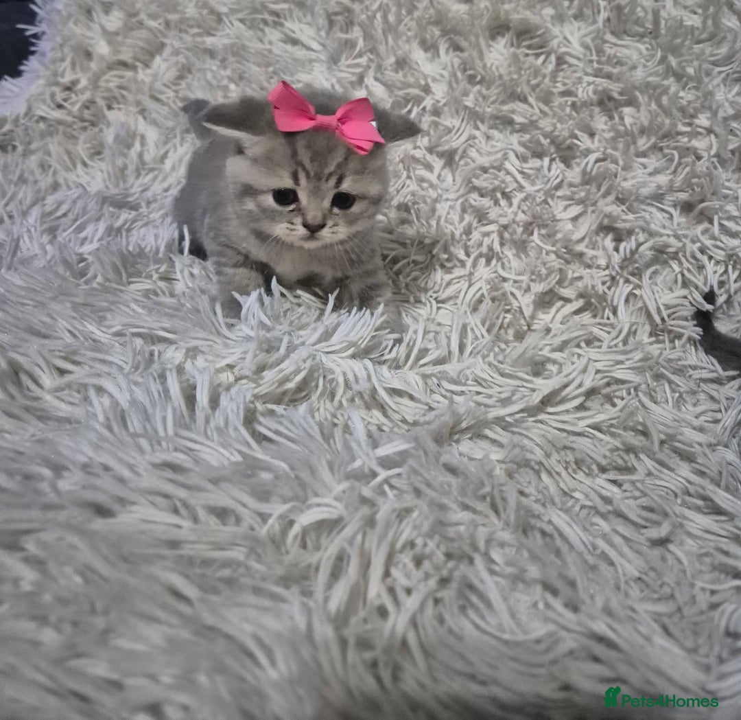 British Shorthair cats for sale: British short-hair kittens - Advert 12