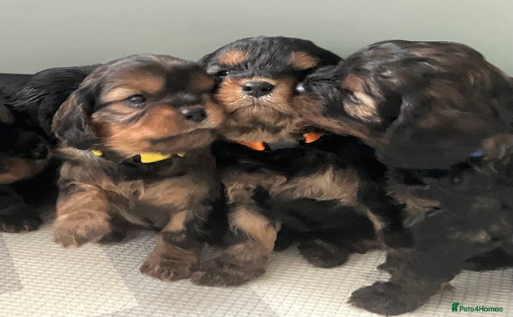 Cavapoo dogs - Advert 12