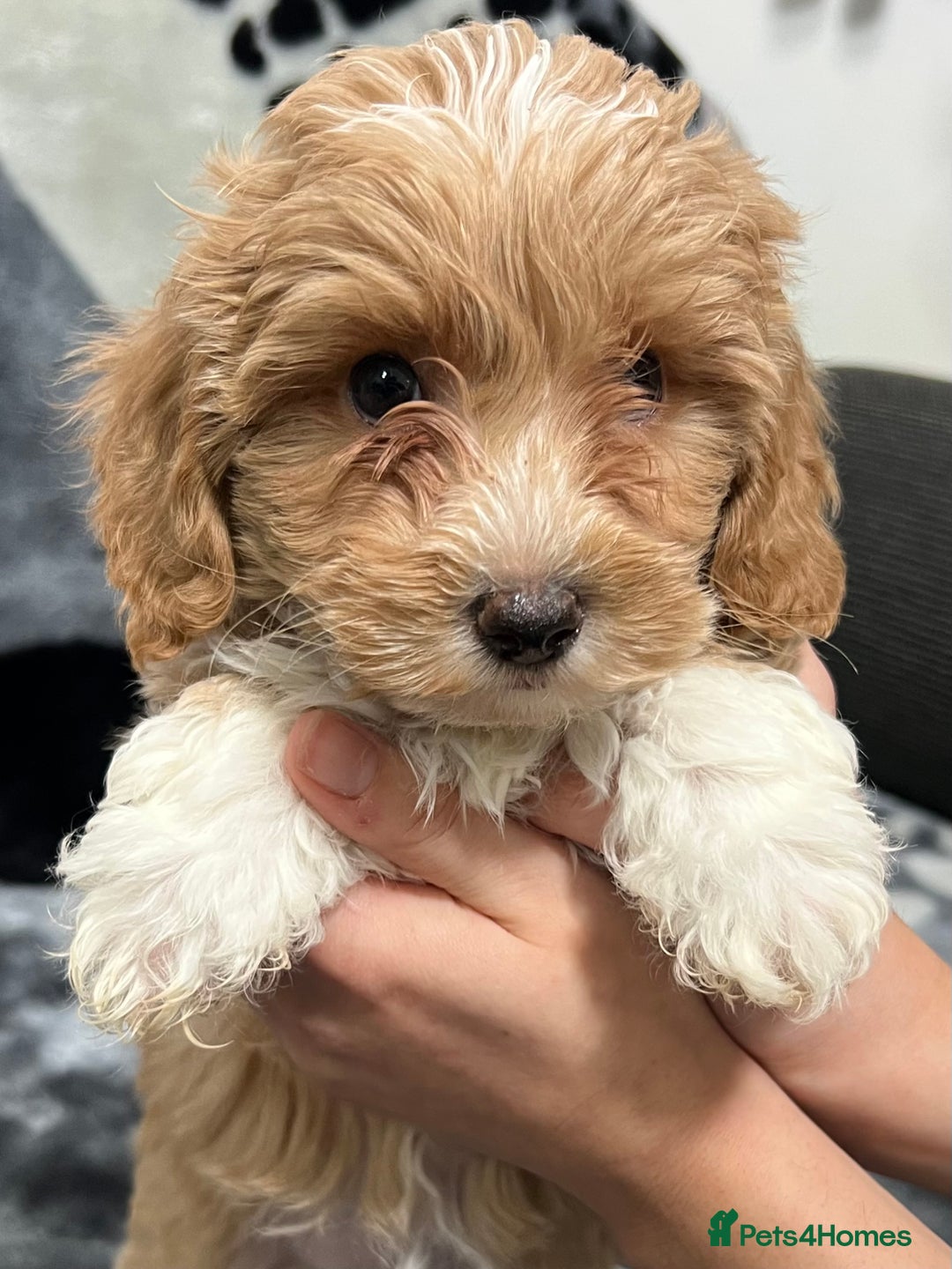 Maltipoo dogs for sale: 🥰Adorable F1 Maltipoo Puppy’s🥰 - Advert 5