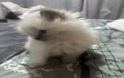 Ragdoll cats for sale: 5 beautiful fluffy blue eye ragdoll kitten  - Image 14