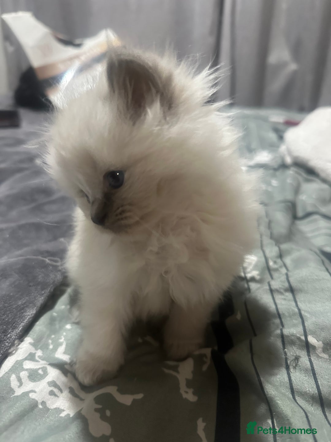 Ragdoll cats for sale: 5 beautiful fluffy blue eye ragdoll kitten  - Image 14