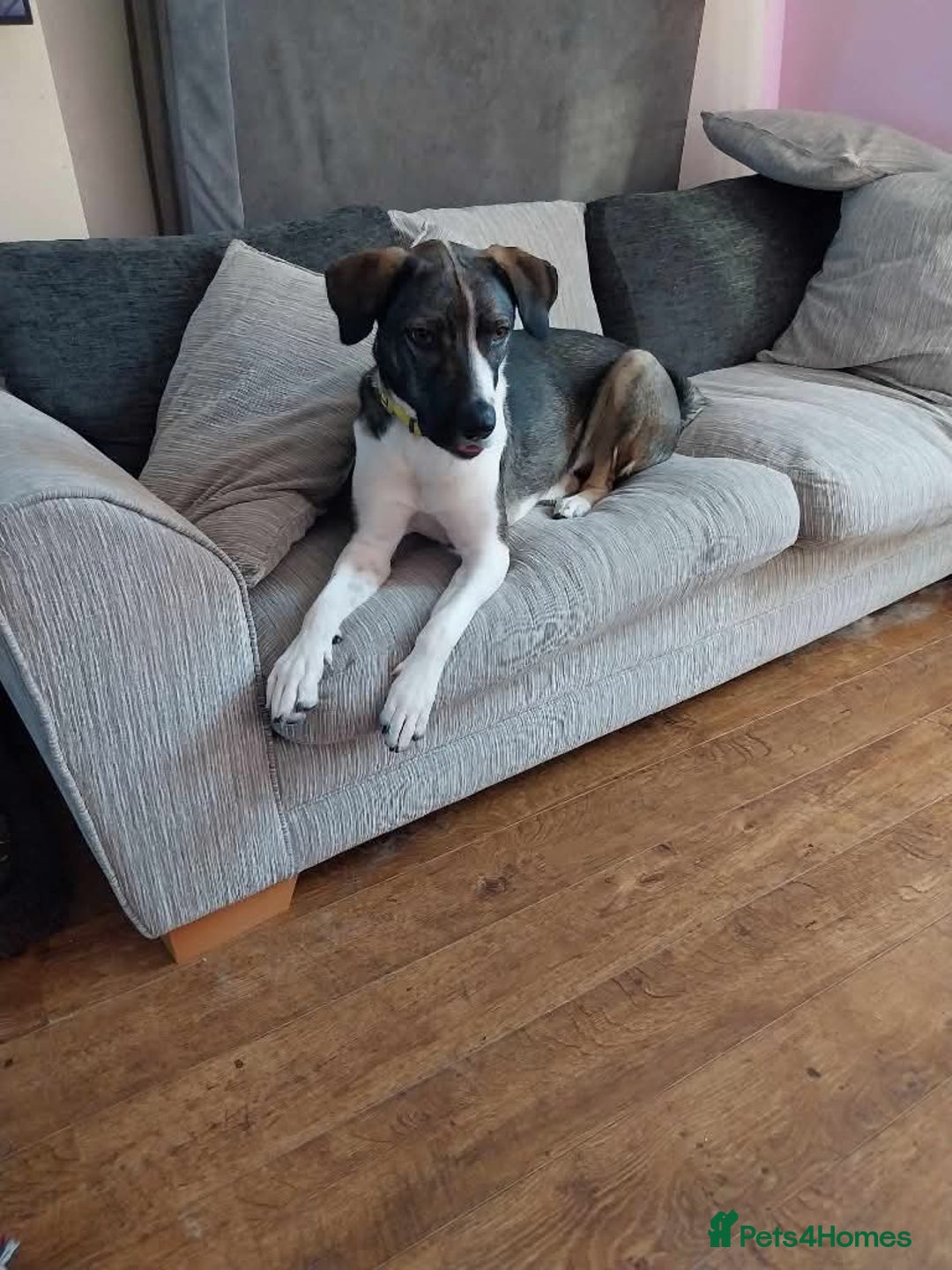 Mixed Breed dogs for adoption: Meet Skye, currently residing in Cheshire  in Hull - Image 6