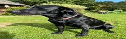 Labrador Retriever dogs for sale: Incredible pedigree working or pet - Advert 2
