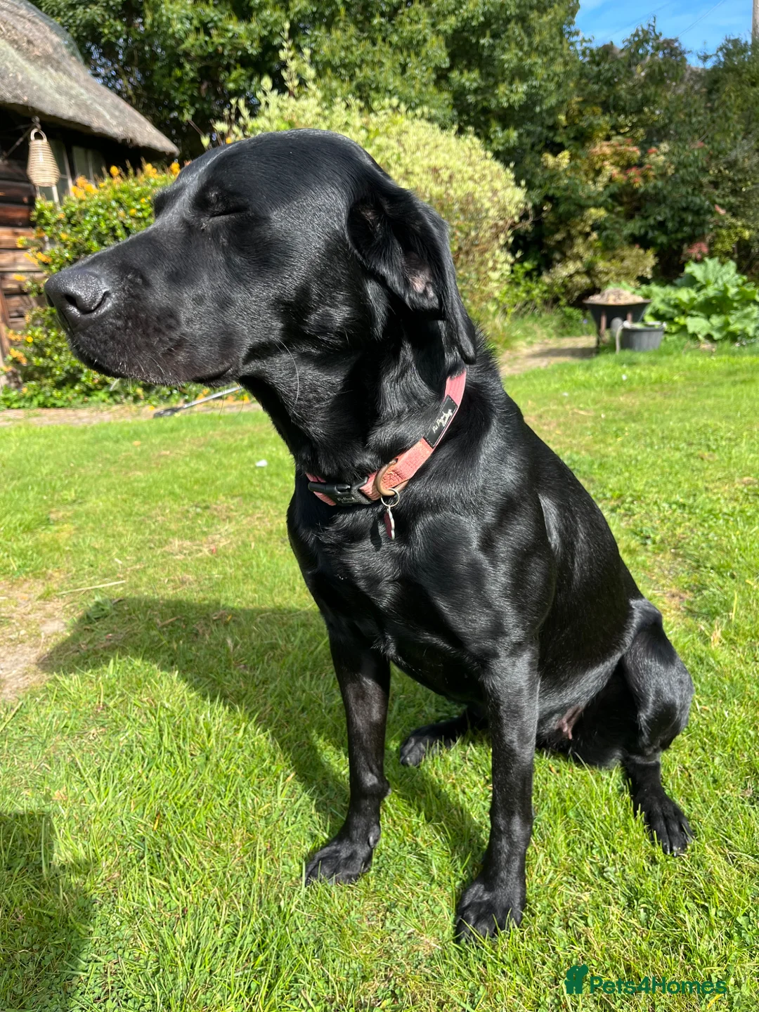 Labrador Retriever dogs for sale: Incredible pedigree working or pet - Advert 2