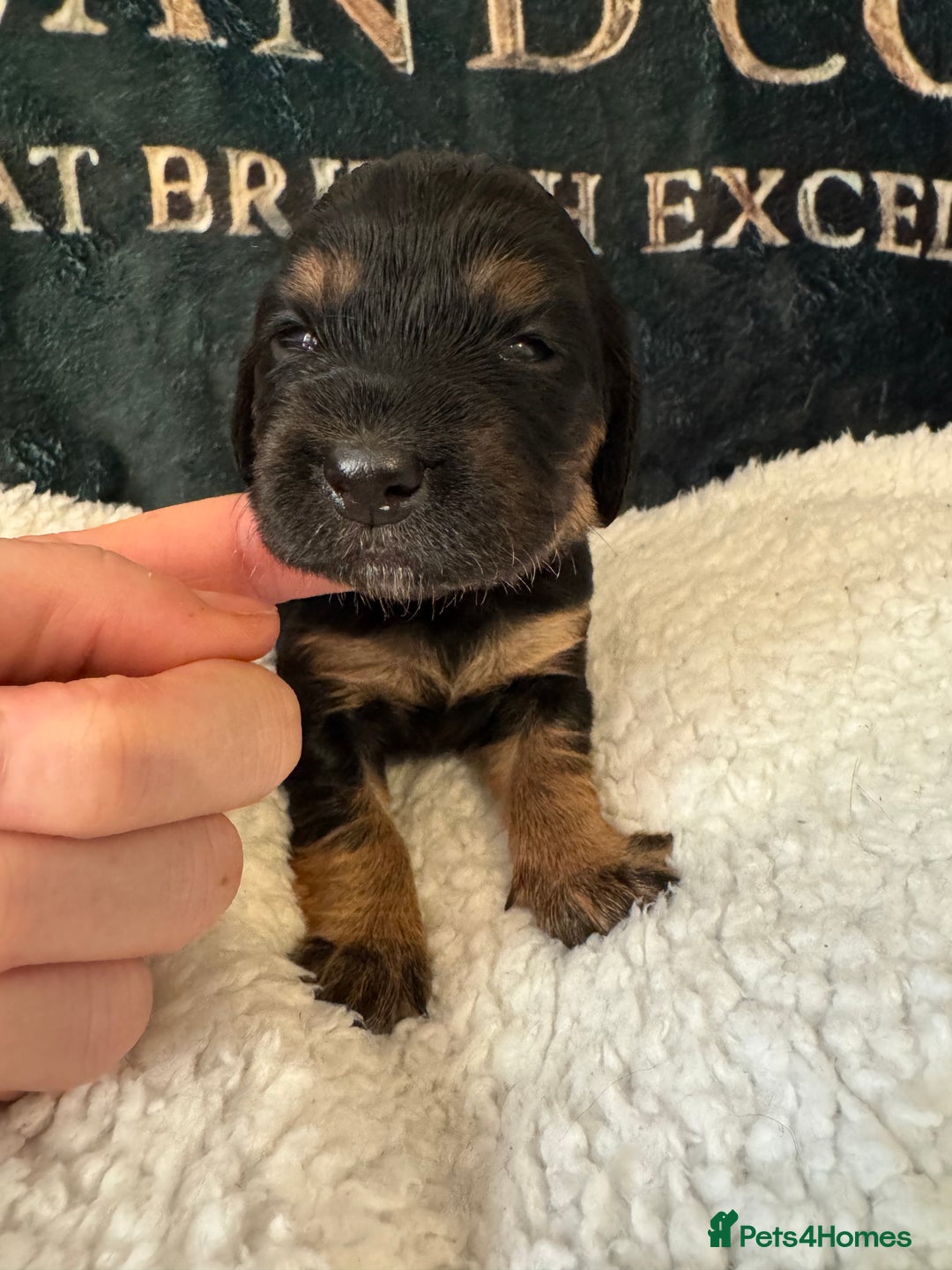 Cocker Spaniel dogs for sale: A gorgeous litter of WCS - Advert 16