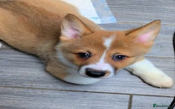 Welsh Corgi Pembroke dogs for sale: 3 Cuddly Corgi Pups for Sale; 2 males, 1 female - Image 4