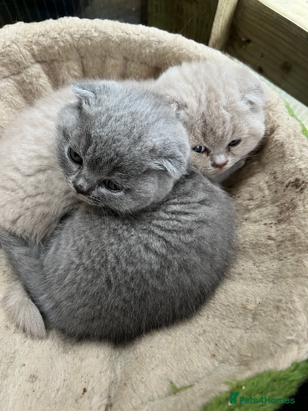 Mixed Breed cats for sale: Beautiful kittens available for loving homes. - Advert 21