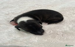 Italian Greyhound dogs for sale: Beautiful KC Reg Italian Greyhound Babies - Image 11