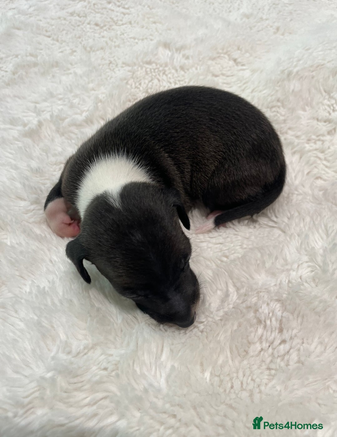 Italian Greyhound dogs for sale: Beautiful KC Reg Italian Greyhound Babies - Image 11