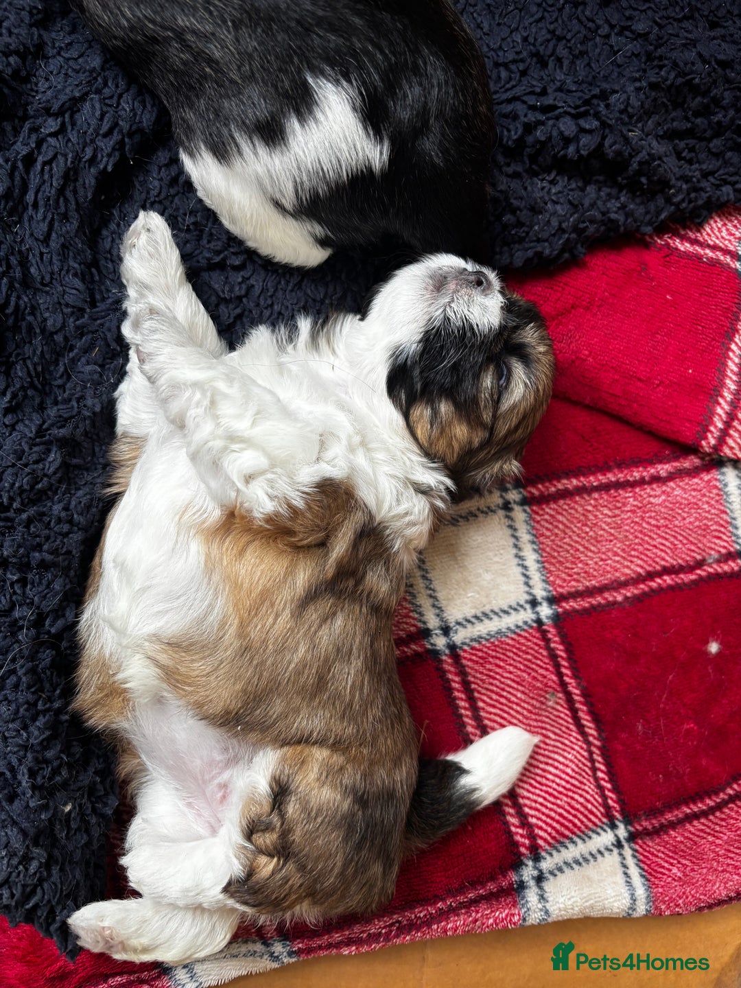 Lhasa Apso dogs for sale: 6 beautiful Lhasa Apso puppies - Image 6