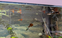 Live Bearers fish for sale: Male and female guppies - Image 1