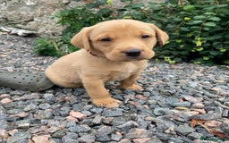 Labrador Retriever dogs for sale: Pedigree Labrador Pups - Image 14