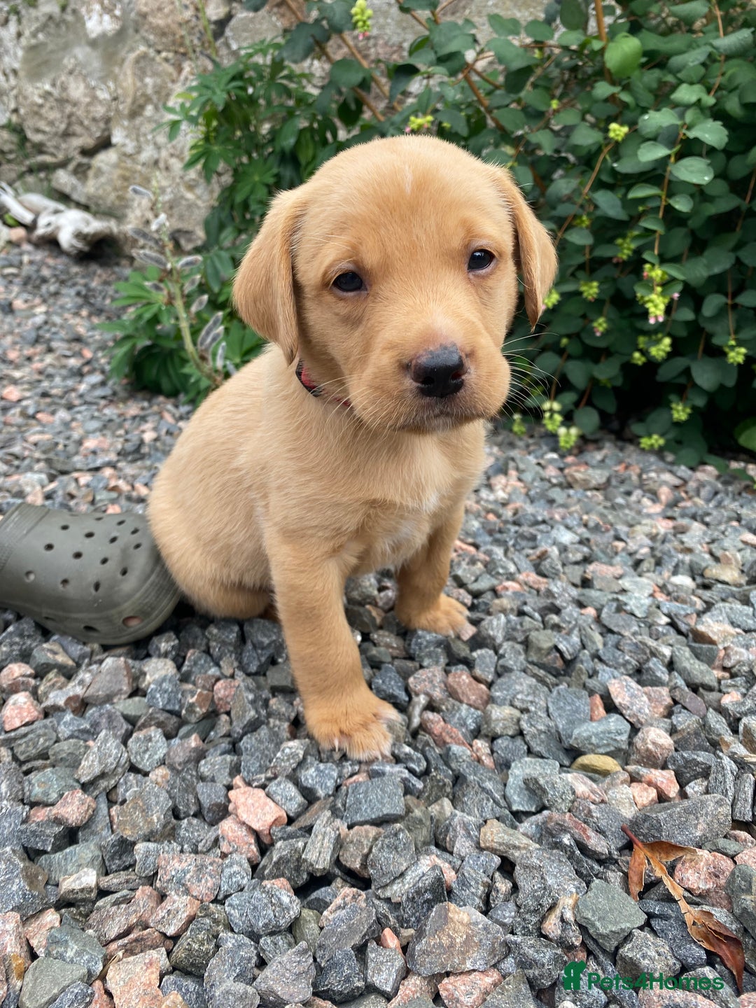 Labrador Retriever dogs for sale: Pedigree Labrador Pups - Image 14