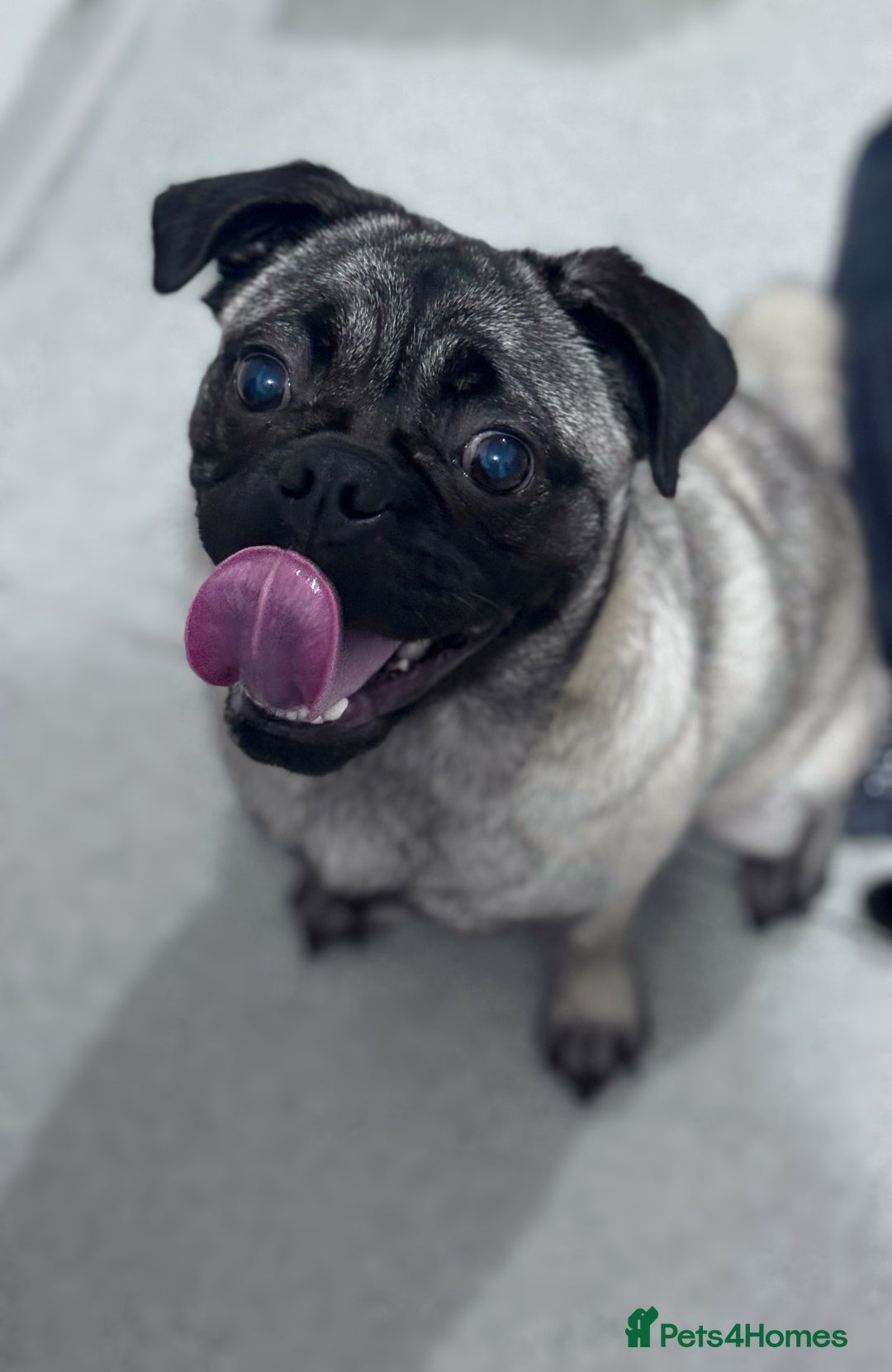 Pug dogs for sale: 1 year old female pug called Lola  - Advert 2