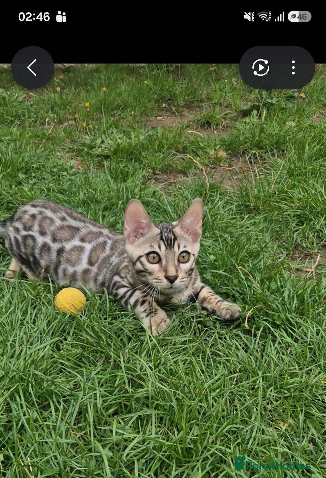 Bengal cats 🥰 2 Gorgeous Bengal Kittens  TICA registered 🥰🫶 - Advert 2