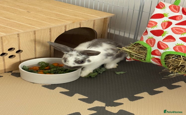 English Spot rabbits - Advert 1
