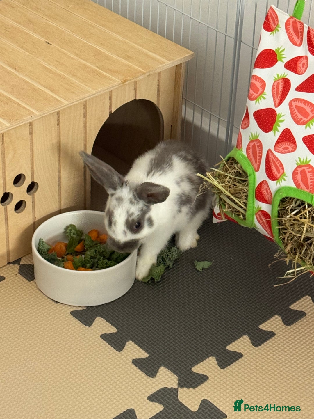 English Spot rabbits for sale: 7 week English Spot / with Dutch in her aswell . - Image 1
