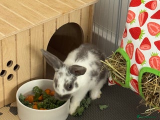 English Spot rabbits - Advert 2