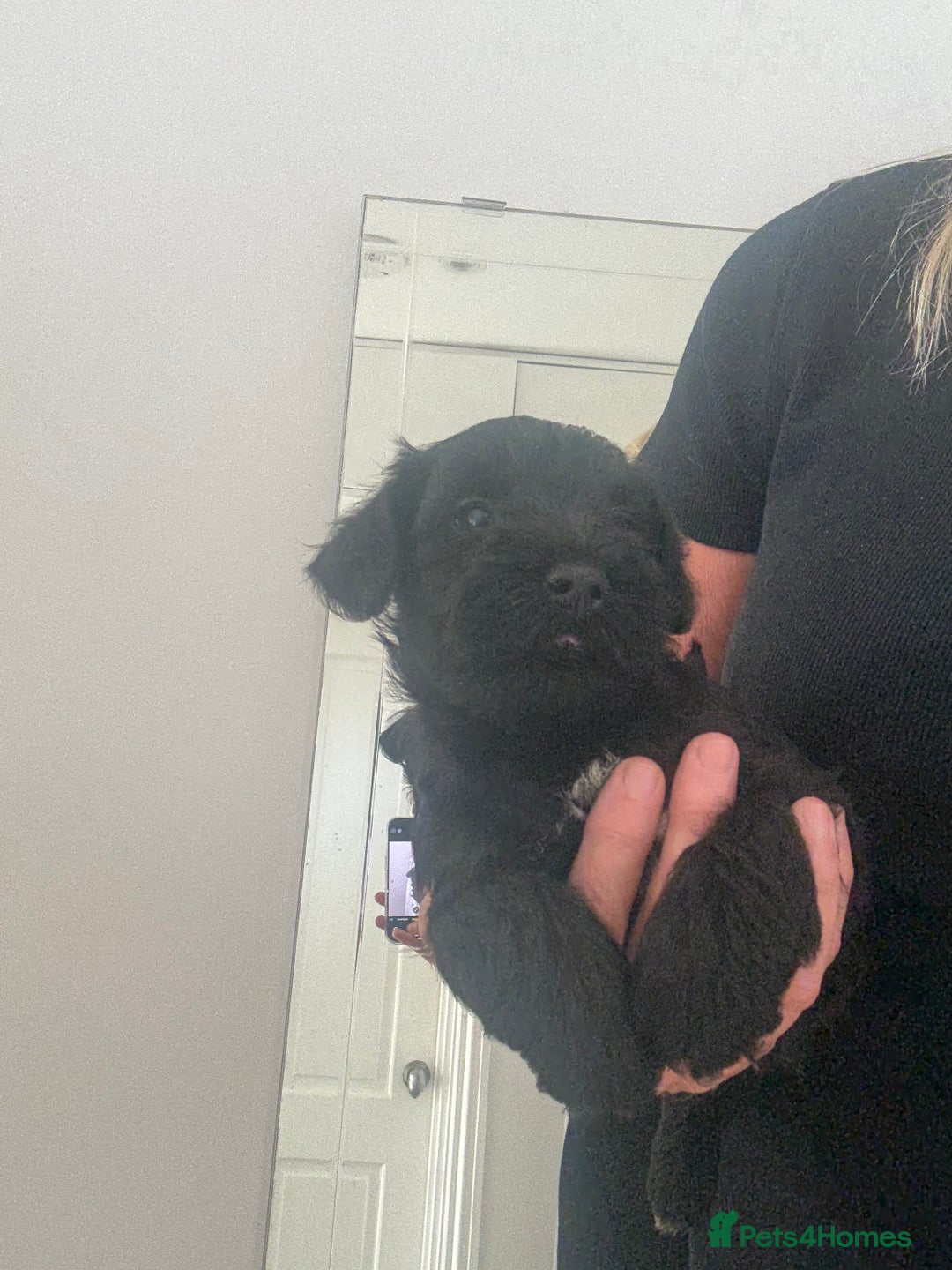 Miniature Schnauzer dogs for sale: Reduced. Miniature Schnauzer black pups. KC & MAC  - Image 7
