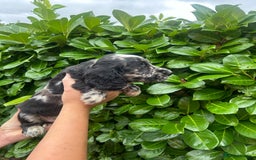 Cocker Spaniel dogs for sale: Beautiful litter of working cocker spaniel puppy’s - Image 12