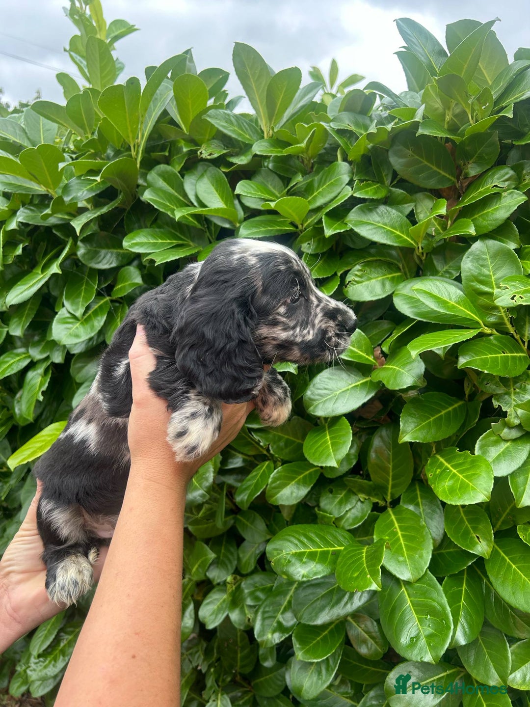 Cocker Spaniel dogs for sale: Beautiful litter of working cocker spaniel puppy’s - Image 12