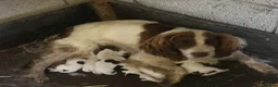 English Springer Spaniel dogs for sale: 5 beautiful English springer spaniel puppies  - Advert 2