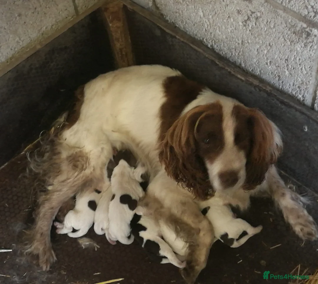 English Springer Spaniel dogs for sale: 5 beautiful English springer spaniel puppies  - Advert 2