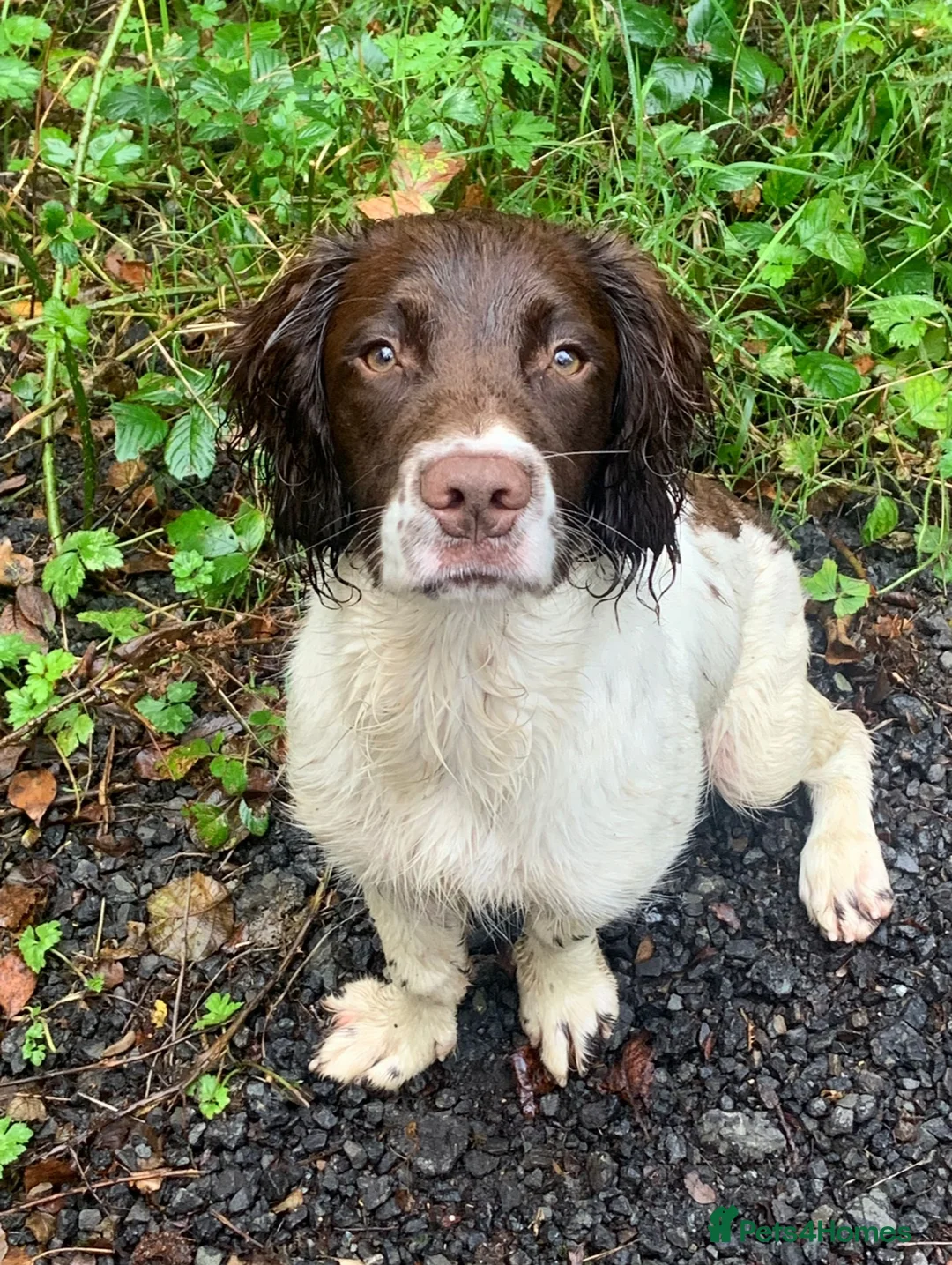 English Springer Spaniel dogs for stud: Proven Liver & White English Springer Spaniel Stud in Swansea - Advert 3