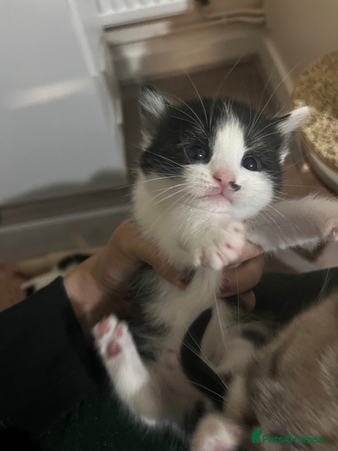 Mixed Breed cats for sale: Kittens for sale  - Image 1