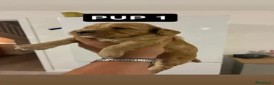 Cocker Spaniel 1