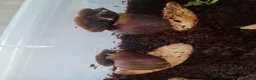 Snails invertebrates for sale: 8 african land snails about 3 inches - Advert 5