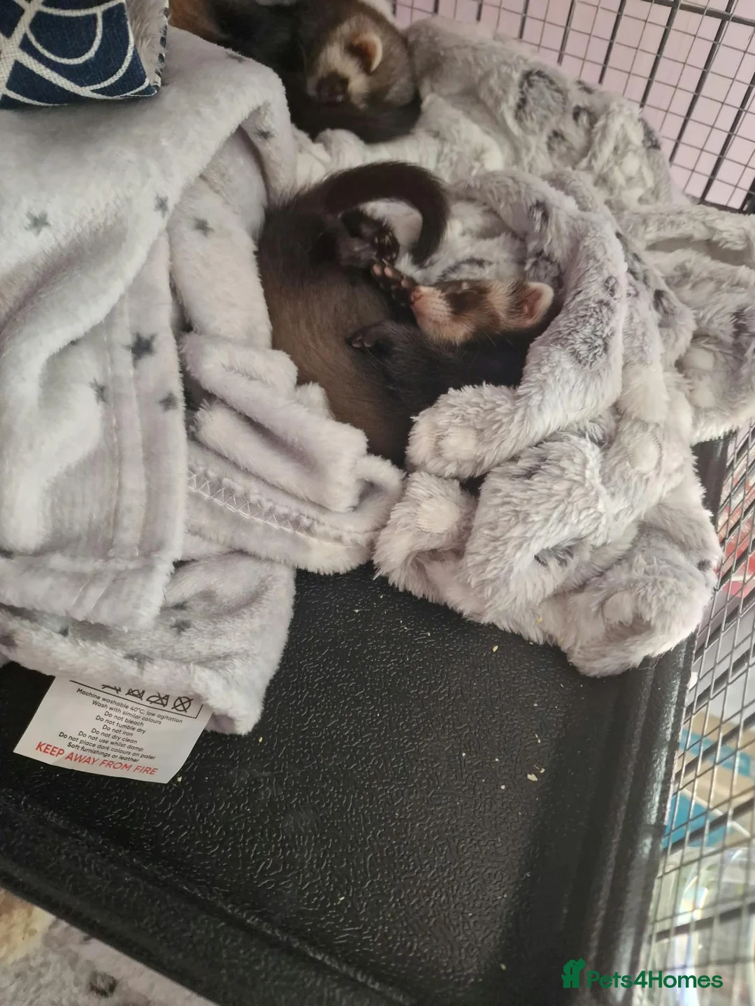 Ferret rodents for sale: Ferret Jill's looking for a new forever home  in Glasgow - Advert 2
