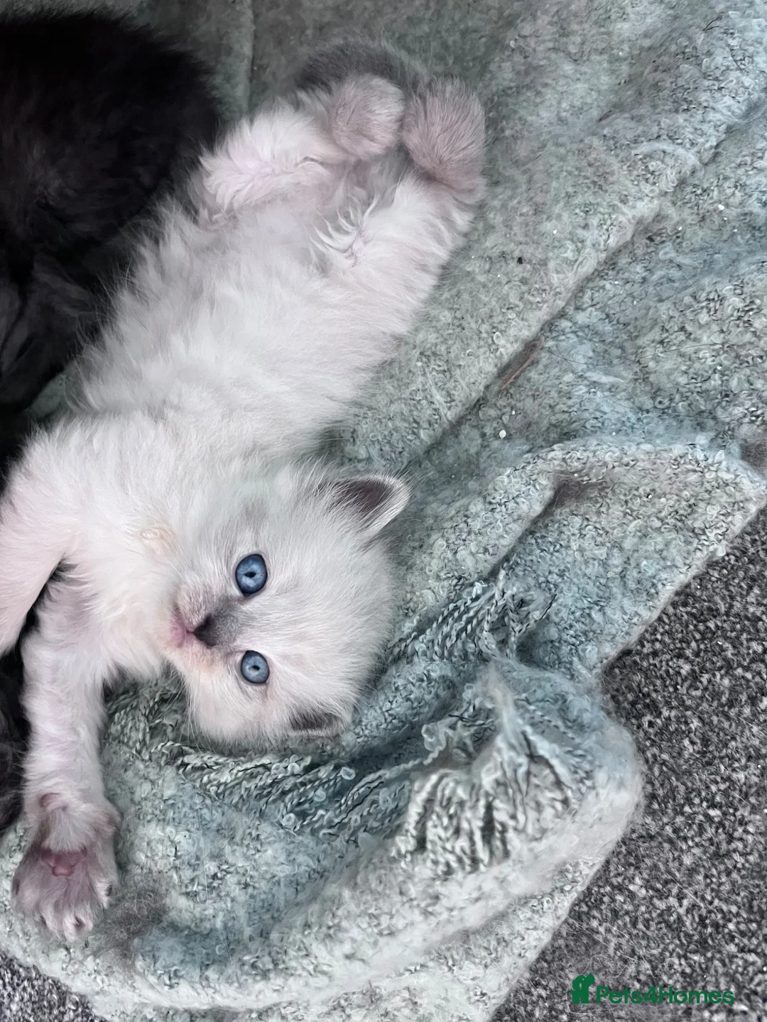 Persian cats for sale: Half pershian/half ragdoll  - Advert 2