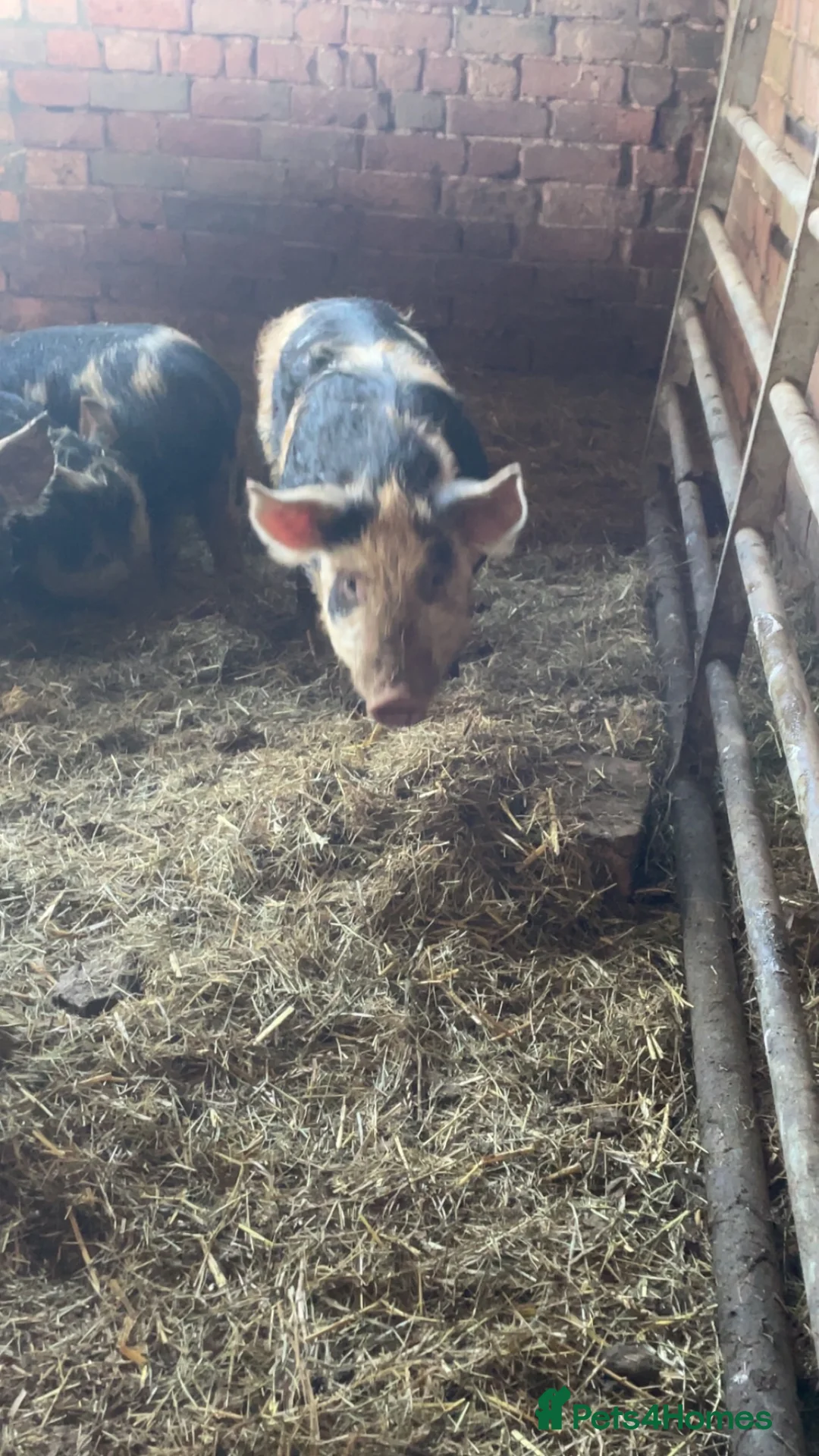 Pig livestock for sale: Gloucester old spot x Berkshire  - Advert 5