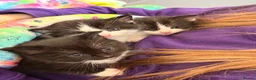 Mixed Breed cats for sale: 3 mix breed kittens looking for new home  in Glasgow - Advert 5