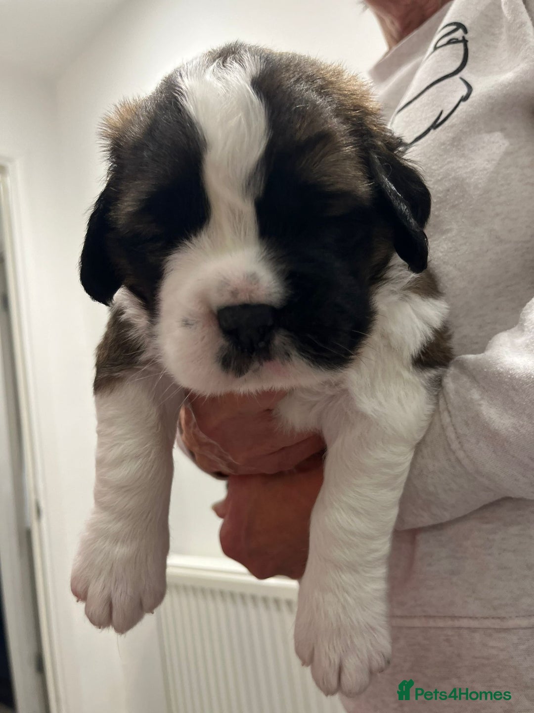 Saint Bernard dogs for sale: 2 beautiful boys for sale - Advert 4