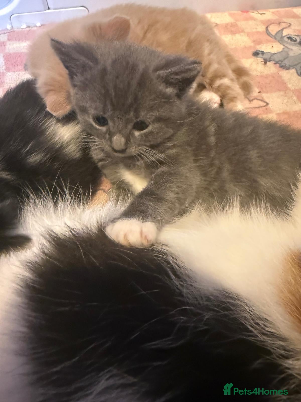 Mixed Breed cats Beautiful half Maine coon grey / black and white  - Advert 9