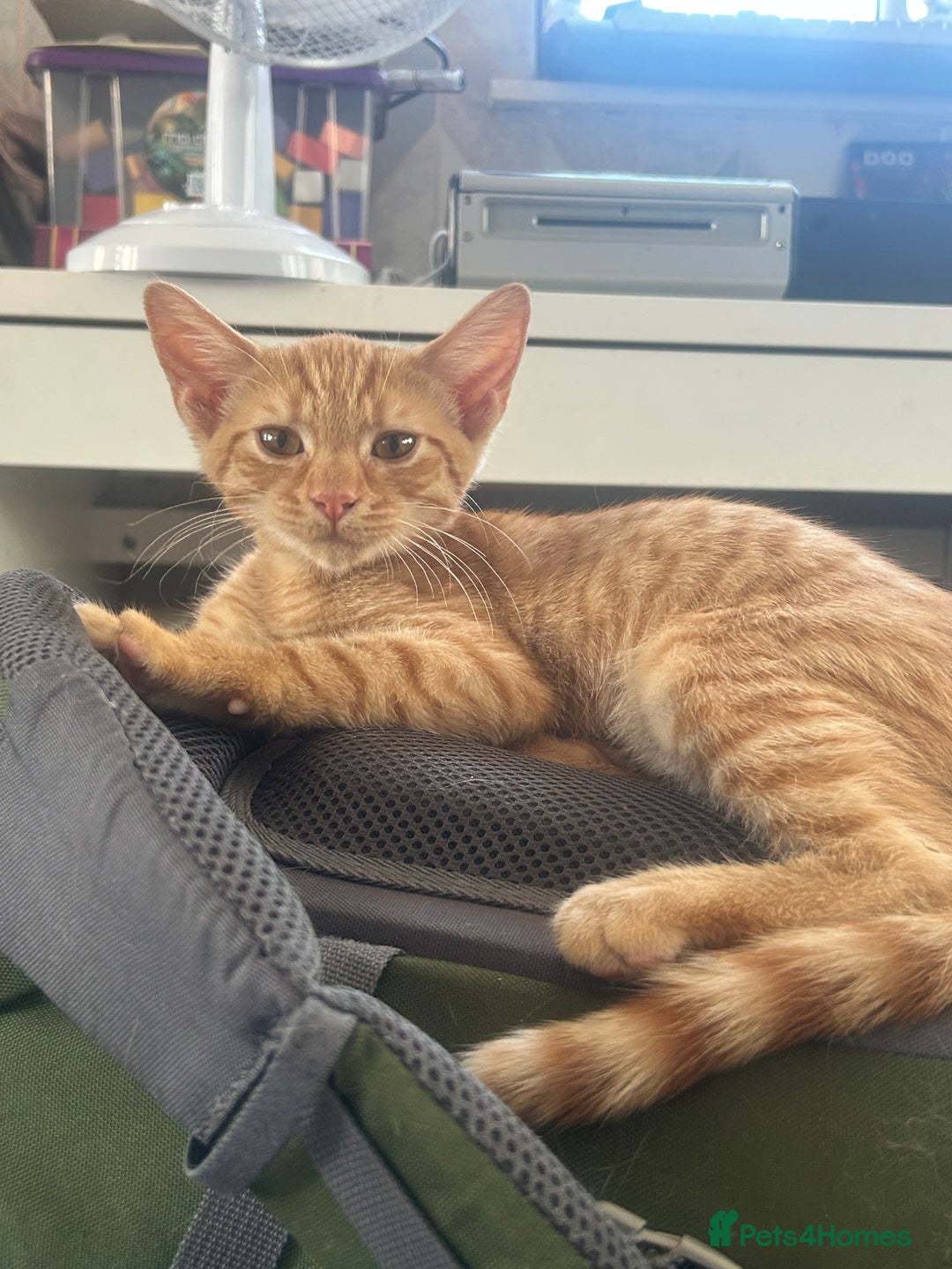 Mixed Breed cats for sale: Free only to good home  - Image 1