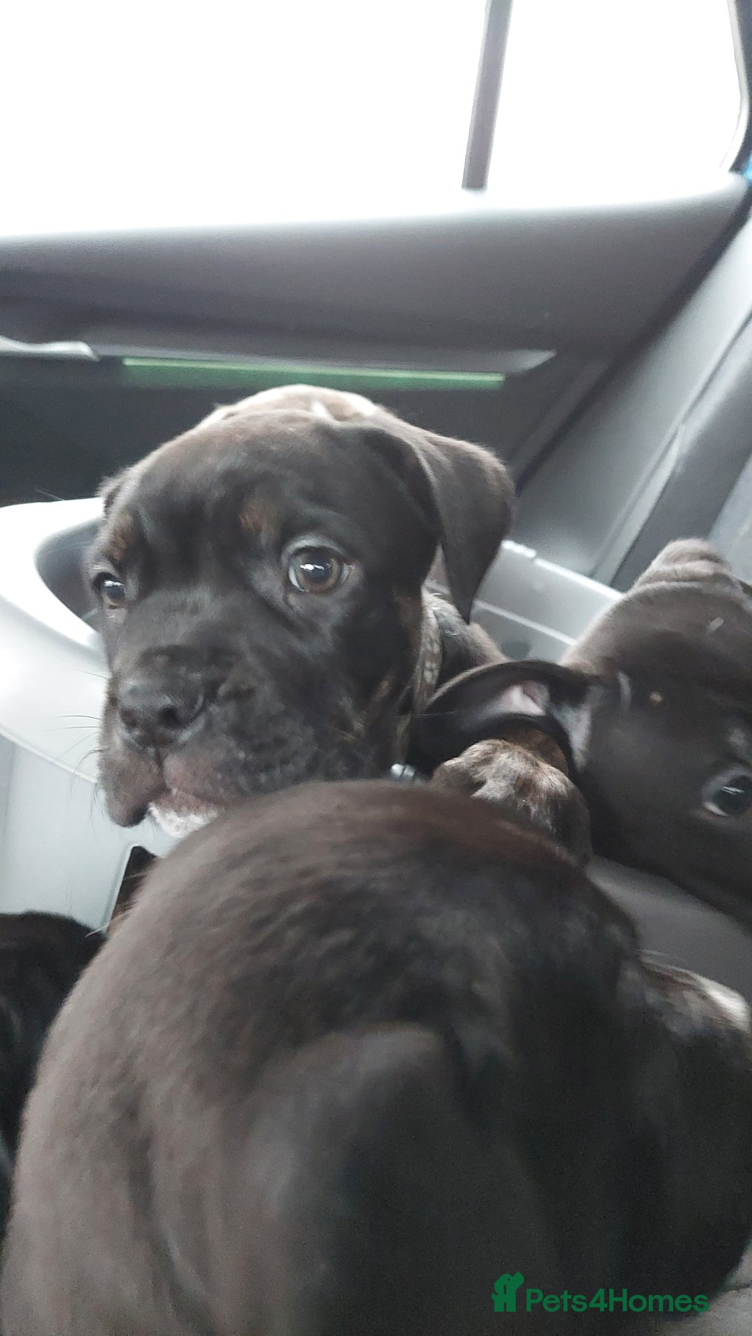 Mixed Breed dogs for sale: Cane Corso cross American bulldog puppy's  - Advert 1
