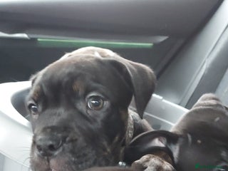 Mixed Breed dogs Cane Corso cross American bulldog puppy's - Advert 10