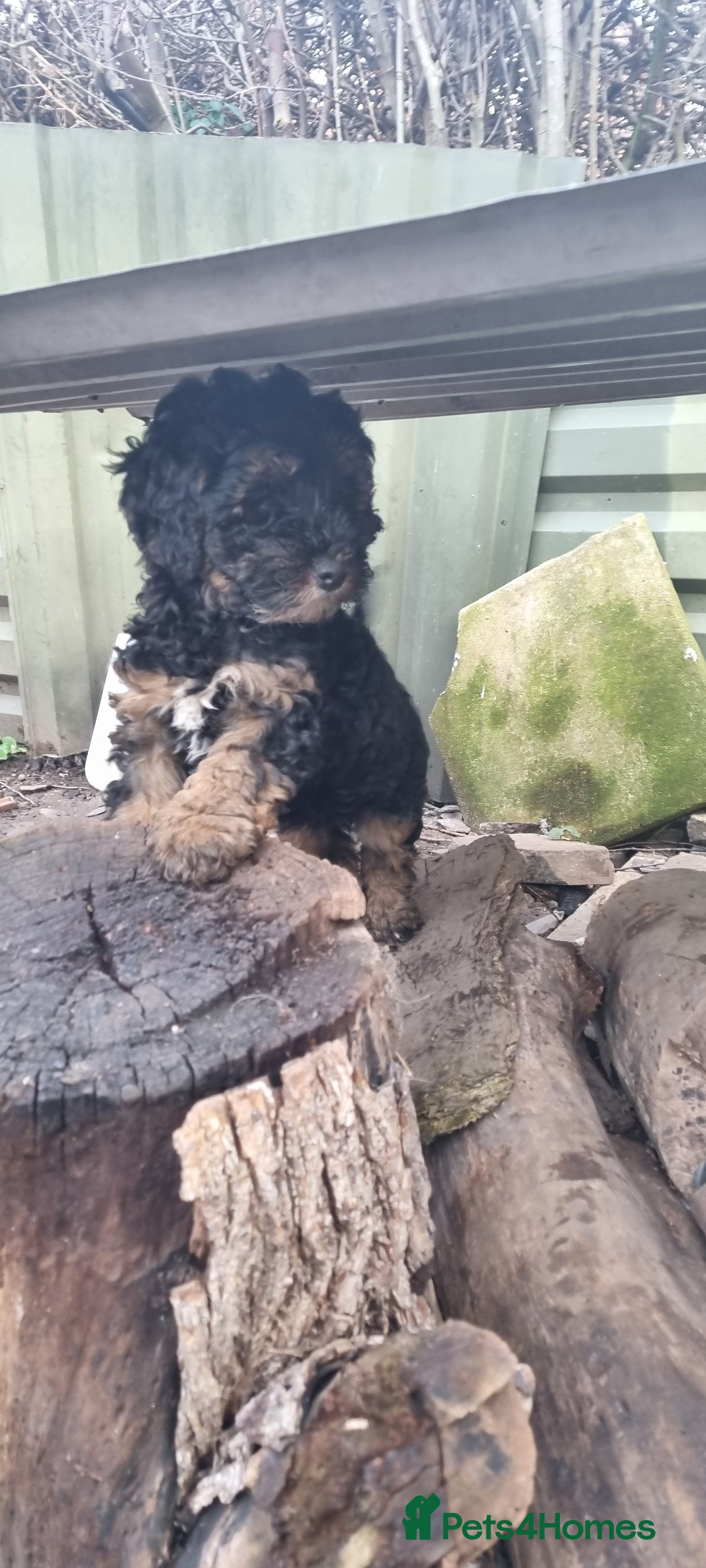 Toy Poodle dogs WESTIEPOOS/TOY POODLE X's SUPER SMOOTH SILKY nSOFT - Advert 4