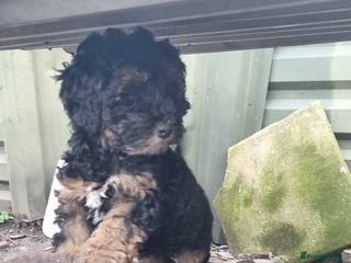 Toy Poodle dogs WESTIEPOOS/TOY POODLE X's SUPER SMOOTH SILKY nSOFT - Advert 6