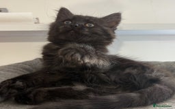 Ragdoll cats for sale: Smoke Ragdoll x British shorthair kitten - Image 11